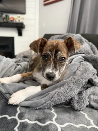 Zaya