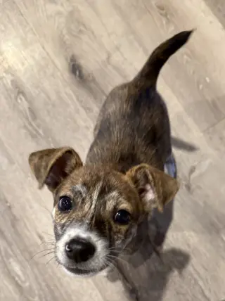 Zaya