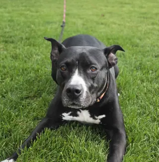 Sassy Marley