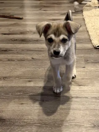 Zev