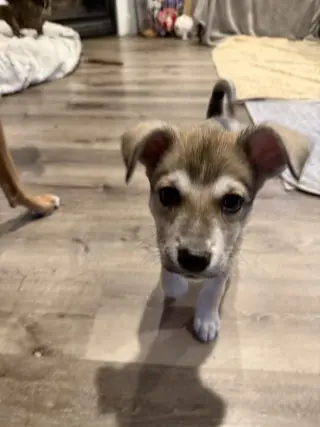 Zev
