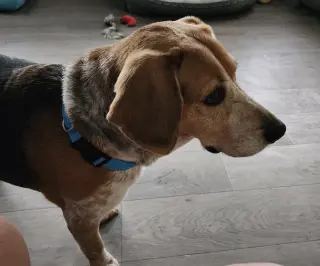 Lena