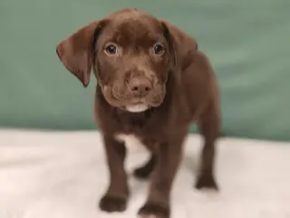 Hank