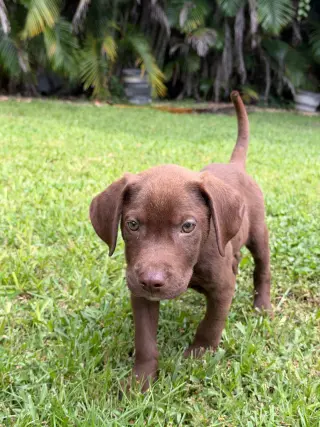 Hank