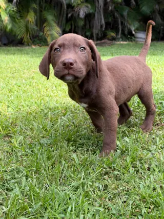 Hank