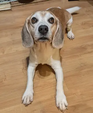 Lex