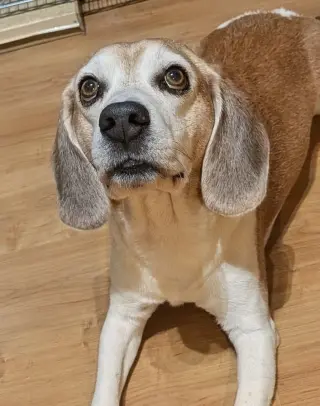 Lex