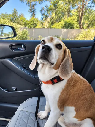 Lex