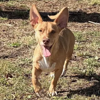 Jude