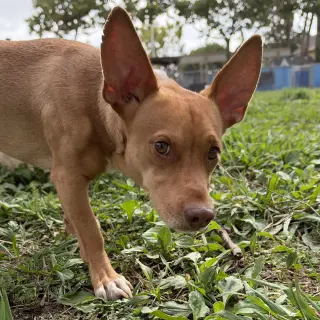 Jude