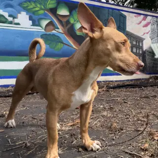 Jude