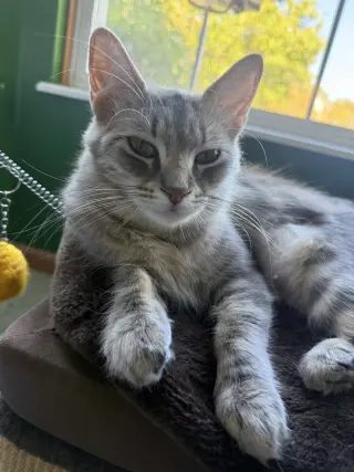 Poof