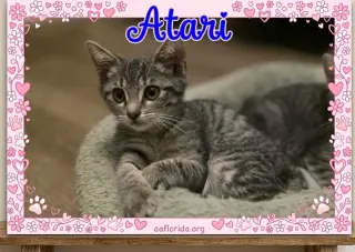Atari