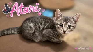 Atari