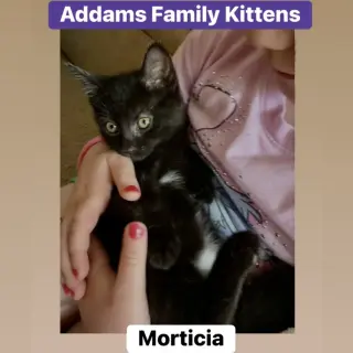 Morticia