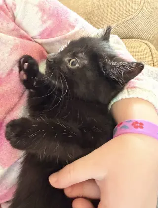 Gomez
