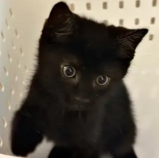 Gomez