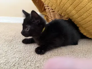 Gomez