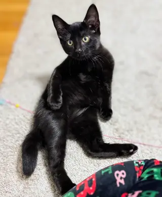 Kachi