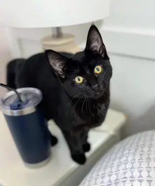 Kachi
