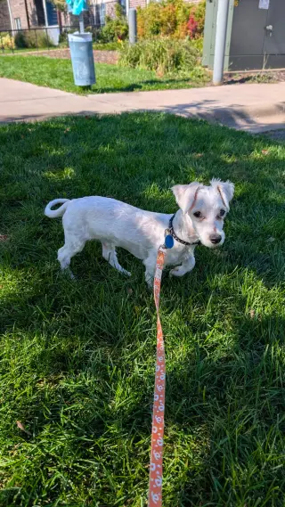 Archie