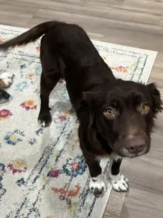 Brownie #11