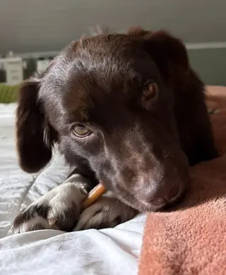 Brownie #11