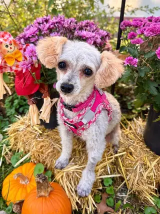 Bambi