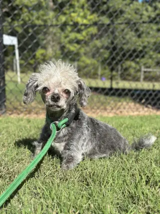 Lil Dolly Sep 26