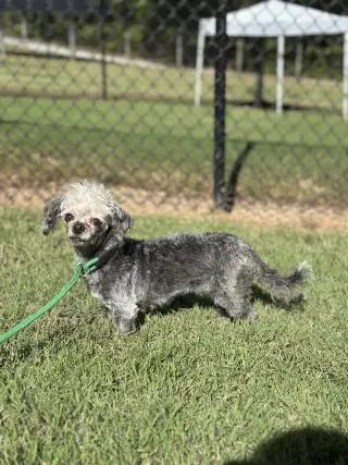 Lil Dolly Sep 26