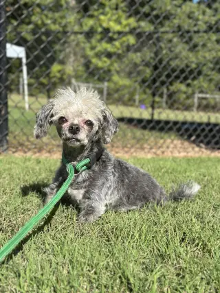 Lil Dolly Sep 26