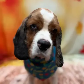 Roux