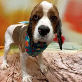 Roux
