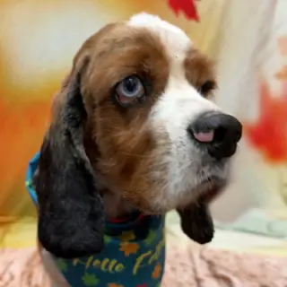 Roux