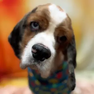 Roux