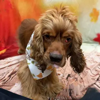 Arlow