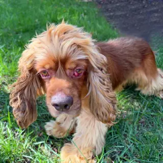 Arlow