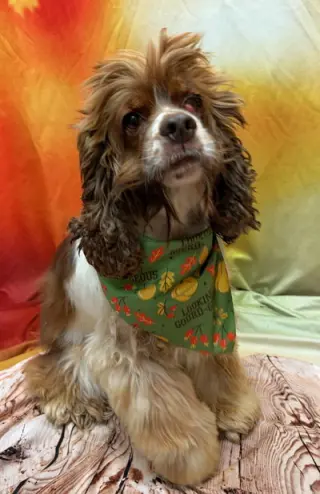 Hazel