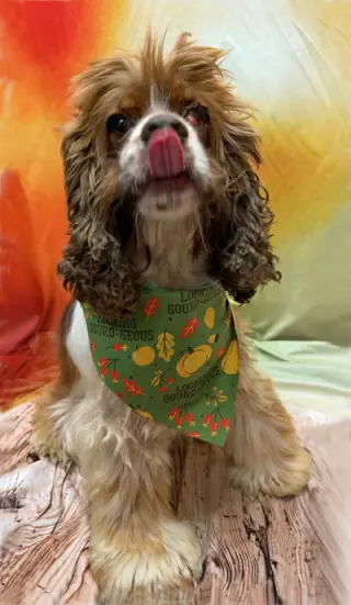 Hazel