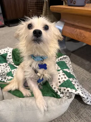 Merv