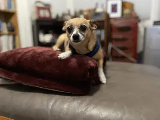 Lucy