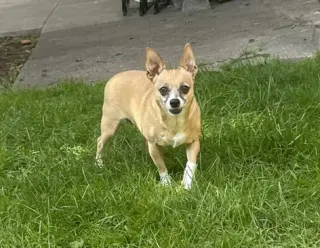 Lucy