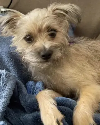 Misu