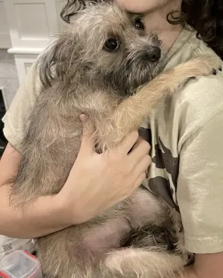 Misu