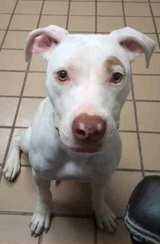 Shelly
