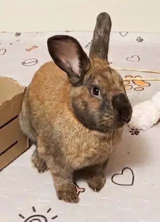 Waffles