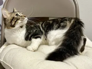 Benji