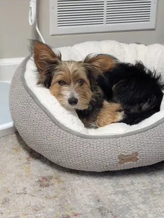 Nori