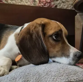 Benji III