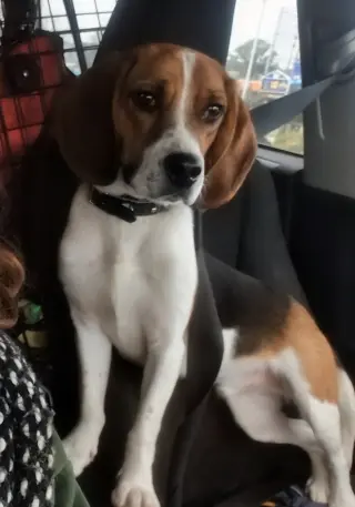 Benji III